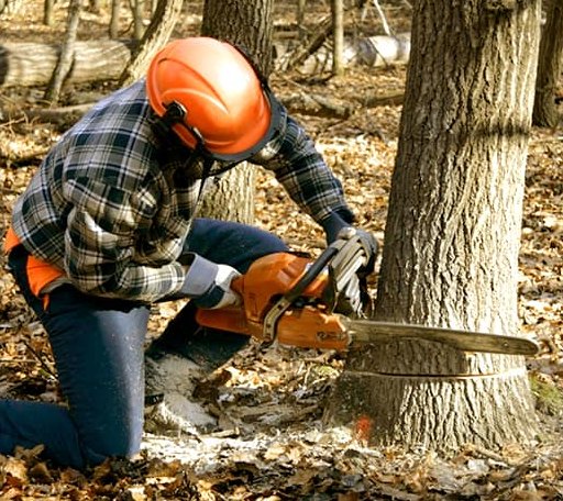 Tree Removal in Hamilton, MO